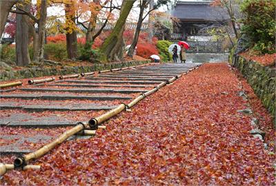 史上最熱！日本楓葉未轉紅、櫻花卻綻放　專家示警：未來恐剩夏天與冬天