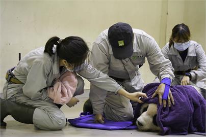 LIVE／大貓熊「團團」解剖報告出爐！ 台北市立動物園最新說明