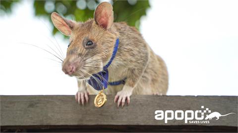 第1位獲頒「黃金勳章」的英雄鼠！掃雷迷你特工服役5年光榮退休
