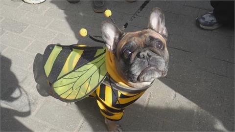 超萌！莫斯科法鬥服裝紅毯秀　可愛活動背後藏「這意義」