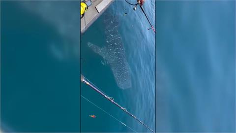 大驚喜！澎湖海域赫見「鯨鯊貼身伴游」　船員、遊客驚嘆