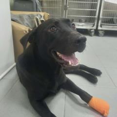 新北動保處搶救斷趾米克斯犬　盼遇幸福新主人