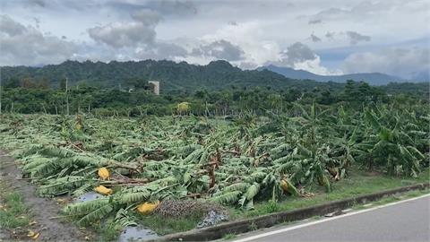 台東刮強風「700棵香蕉樹全倒光」　農民整年心血全沒了