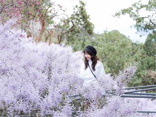 中台灣4大麝香木景點大比拚！粉紫花海巨龍引爆夢幻打卡話題