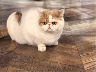 7貓養一籠營養不良1貓死亡　冷血飼主任同類啃屍吃光內臟