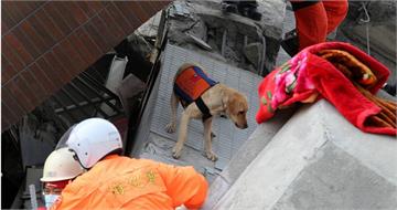 搜救犬水很深1／搜救犬教父怒揭黑幕！　台南震災險誤黃金救援