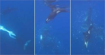 虎鯨高速猛撞！1800公斤翻車魚瞬間「爆開」　科學家首次拍下