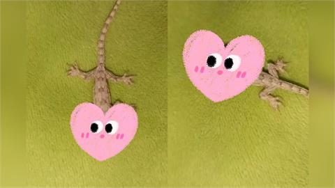 泰驚現詭異「雙頭壁虎」女嚇傻PO網求助　專家解釋真相其實超殘酷！