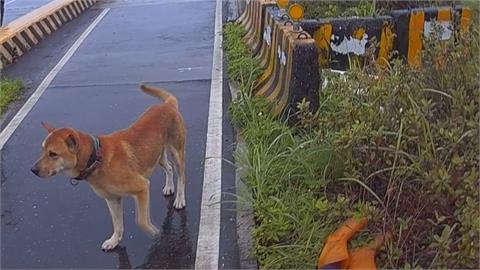 花蓮女子身體不適臥倒草叢！　忠犬不斷吼叫求助幸搶救成功