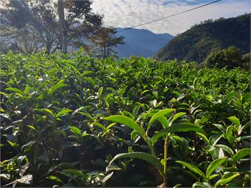 生態茶園奪茶賽雙大獎　協同生態農場有機茶變「清香又甘甜」！