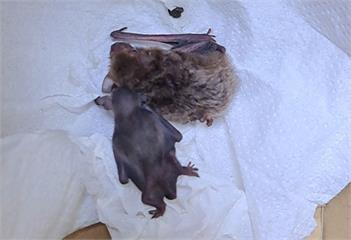 蝙蝠母子躲洗衣機 新北動保人員急援送返自然