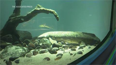 世界「最老觀賞魚」至少92歲　二戰以前就住進舊金山水族館