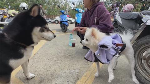 台南一處宮廟拒毛小孩入內！　廟門口飼主陪等參拜