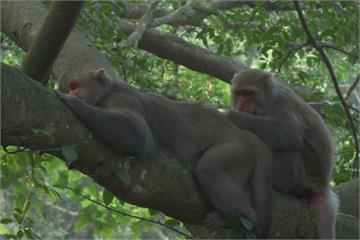 台灣獼猴擬從保育動物除名 挨轟開倒車