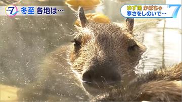 日本泡湯迎新年！那須動物園為水豚準備柚子浴