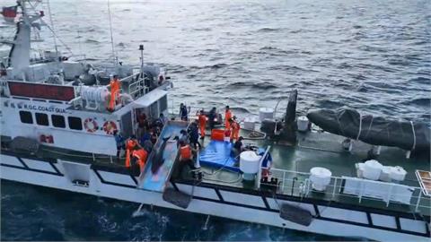 八里擱淺小虎鯨檢查後狀況良好　海巡協助野放重返大海