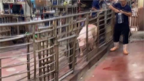 豬隻無法拍賣！彰化肉品市場疑遭駭　電腦螢幕驚見恐嚇信
