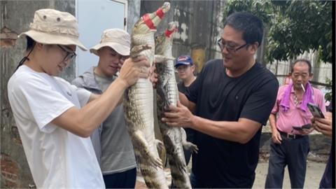 彰化最狂釣魚場！　老闆引進四隻「凱門鱷魚」