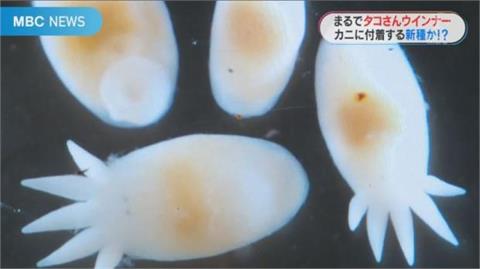 日本發現超可愛新物種！模樣激似「章魚小香腸」　研究團隊全被萌翻