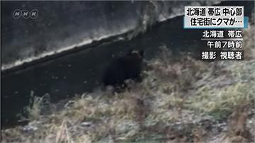 日本棕熊闖小學趴趴走 獵人圍捕射殺