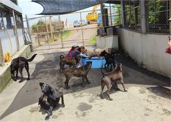 志工陪狗狗打水戰　新北動物之家守護毛寶貝消暑