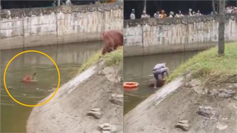命懸一線！猩猩為撿遊客食物險溺斃　超勇保育員跳3公尺高牆救命