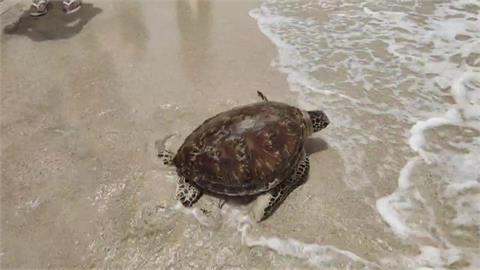 世界海龜日野放  11隻重回大海