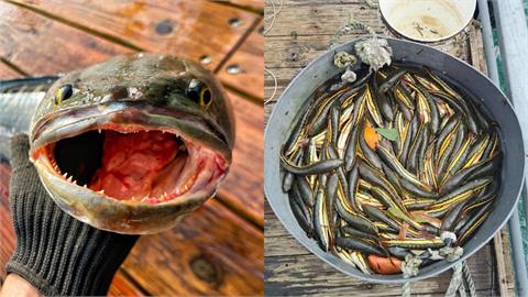 日月潭魚虎球「電撈數暴跌」！縣府憂新危機：恐被「皇冠三間」取代稱王