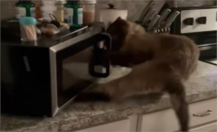 貓咪四腳並用奮力想打開「它」　影片破百萬觀看次數