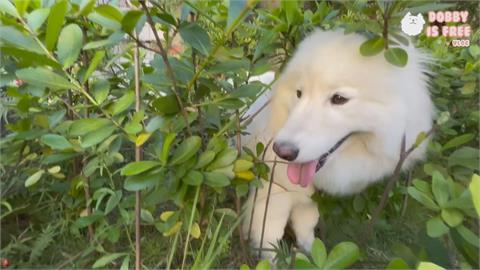 毛孩身揹新相機出遊！不受控跑草叢「秘境探險」　飼主臉綠：心在滴血