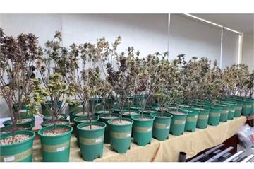 租透天庴種大麻　警破毒品製造工廠查獲82植株