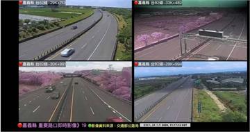 9月櫻花開？嘉義快速道路「一片粉紅」　公路局解釋了