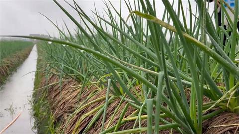 鳳凰颱風逼近！民眾搶先備菜 宜蘭連日豪雨蔥價飆漲