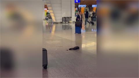 又是行動電源自燃！桃機一航驚傳旅客背包「冒煙起火」