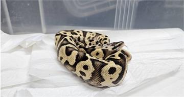 首爾地鐵廁所發現2條蛇遭棄養　專家細看嚇一跳：瀕危物種