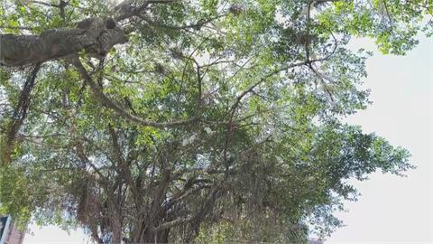正值鷺鷥繁殖期 基市砍樹破壞鳥巢稱「為防颱」