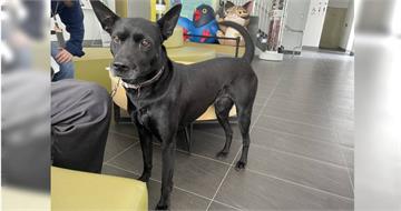 台中歐告疑遭當街丟棄！竟爆案外案　飼主拿「非當事犬」騙動保處慘了