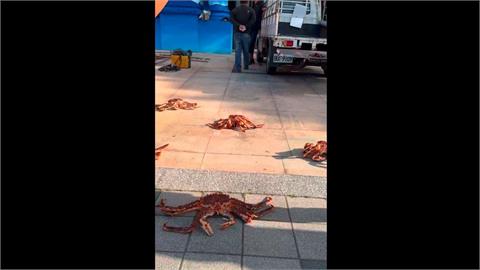 成群帝王蟹趴趴走！　民眾巧遇PO網問：剛有海嘯嗎？