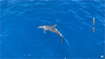 東琉線海豚伴遊 網友：根本鯨豚線
