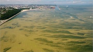 波蘭海域有毒藻類暴增 關閉數十處沙灘