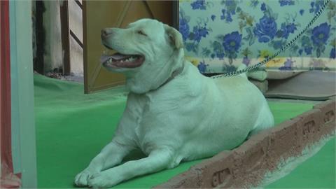 印度「狗狗餐廳」　特製蛋糕為毛孩開生日趴