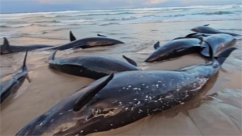 澳洲超150隻「偽虎鯨」擱淺海岸　倖存90隻全數安樂死