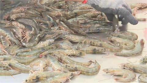 宏國白蝦岀口量暴跌！中東「這國家」成台灣最愛…前2月砸破億穩居第一