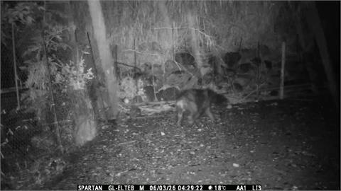 熊出沒注意！　黑熊再侵擾清水部落「吃光12隻雞」