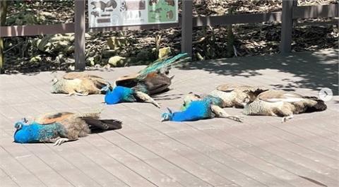 集體暴斃？動物園孔雀全倒地　遊客急通報......真相曝光