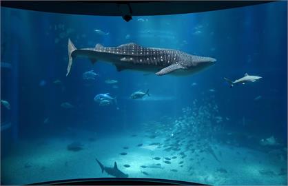 石川地震釀設備故障　能登島水族館鯨鯊不幸喪生