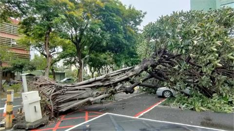 疑患褐根病　長青中心大樹倒塌壓毀3車