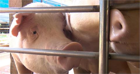 國產豬肉檢出瘦肉精 農業部採樣送驗釐清原因