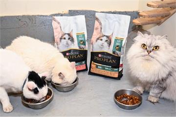 過敏別再怪貓毛了！寵物食品竟可助攻飼主重拾抱貓自由