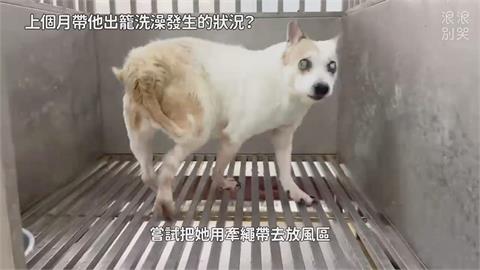 救援「無法停止轉圈」盲犬　志工淚訴：狗活得很痛苦